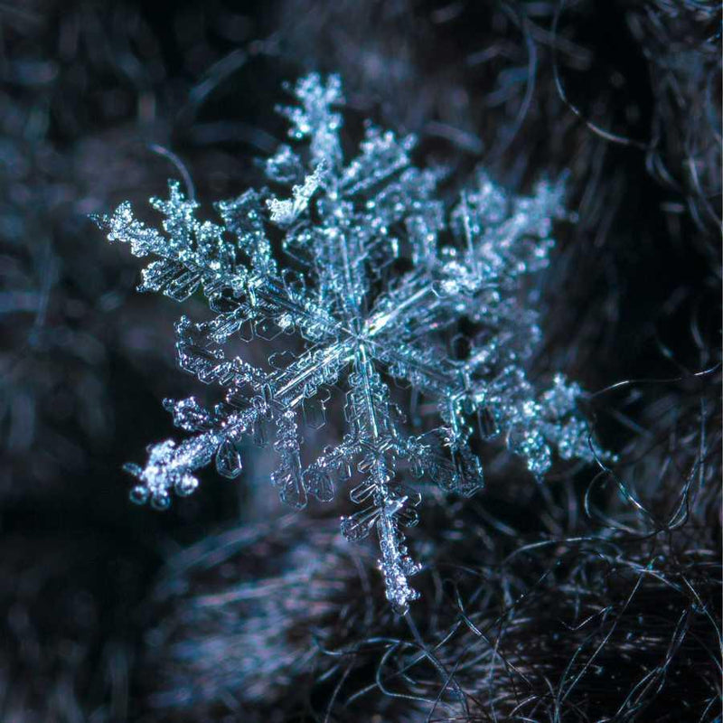 The Cold Weather Champion